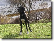 Dante �esk� Sirius