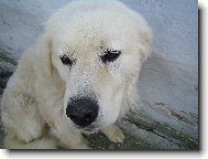 slovensk� �uva�