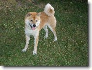 to jsem zase jednou l�tal za konv� =)