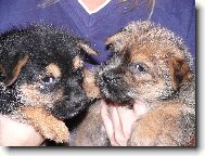 �t�n�tka z chs z mu�k�tov� zahrady