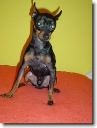 Spike jako kozl�k Mat�j