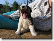 u� se mi chce spinkat