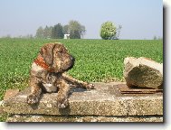 Bosso - 21 t�dn�