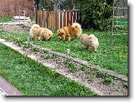 setk�n� �au��k�