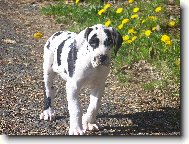 Bartholomew ��han� And�l (B�rt�k)