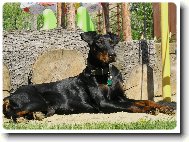 Kone�n� slun��ko