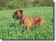 Blondy v jarn�m obil�