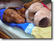 Tessinka s Baf�kem