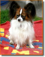 papillonci z T��na