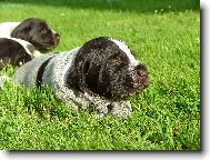 �t�n� �esk�ho fouska