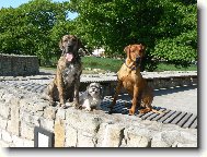 Amor a jeho nejlep�� kamar�di