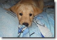 Britu�ka-7 t�dn�