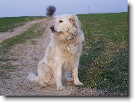 slovensk� �uva�