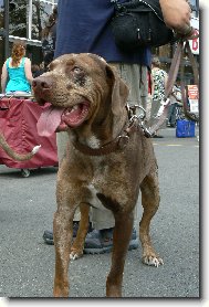 v�stava ps� na brn�nsk�m v�stavi�ti 29.6. 2008