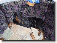 N� mil��ek Bob