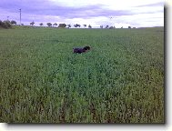 Alma z Lov�ick�ch taras�