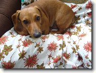 JEZEV��K HLADKOSRST�