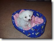 Arlenka - 8 t�dn�