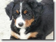 Bellinka z �ervenky