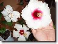 ibi�ek ��nsk�