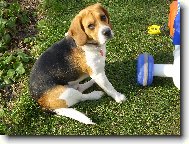 Hl�d�n� je nuda