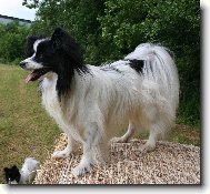 Akin Dejvick� kv�tko