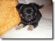 potomci m�ch mil��k�