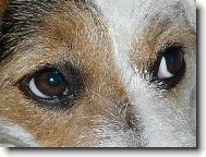 Wabir�iny ob� o�i