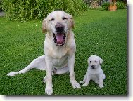 T�ta m� ale velkou tlamu