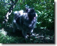 Re-Jan Moravia - N�meck� �pic vl��