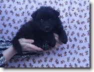 �t�n� velk�ho �ern�ho �pice B. Black Re-Jan Moravia