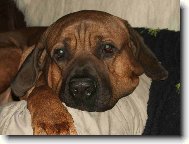 mazl��ek Rub��ek