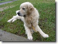 Brett je zp�tky doma 13.07.2008