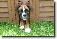 Ania mezi kv�tin��i