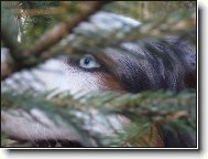 jsem z toho ve v�tvi