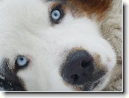 Co�e ? D�ra ? Vyhraban� ? Kde ?