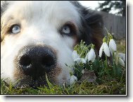 jarn� sn�enkov�