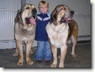 Na�i mastini a na�e Maru�ka