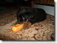 Corina dva m�s�ce