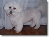 lojidna m�j bi�onek