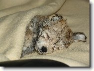 Jen si trochu schrupnu a pak t� pro�enu