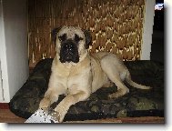 Gordon Nad�je ze Zvole a jeho nov� pel�ek