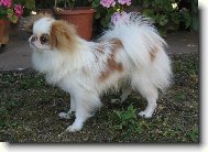 �ervenob�l� japan-chin