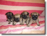 �t���tka z Francouzsk� lilie