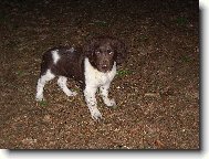 Ir ze Sezemsk�ch bore�k�