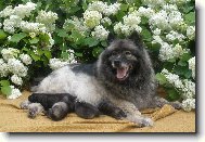 Vl�� �pic z Re-Jan Moravia - �t��ata I.. R-J M 6/09