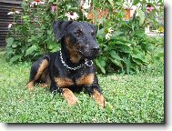 Reno z Holubick� str�n�