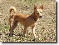 Bravio Barbaro Stalagmit - Portugalsk� podengo mal�