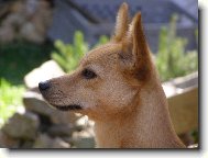 Bravio Barbaro Stalagmit - Portugalsk� podengo mal�