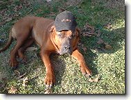 Gorb�k, mont�r od Protoolu